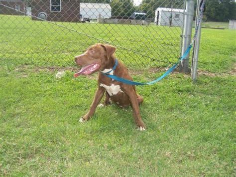 Pit Bull Terrier Buddy Medium Adult Male Dog For Sale In