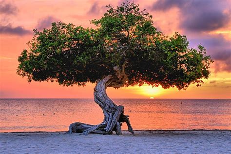 Watapana Tree Aruba Photograph By Dj Florek Pixels