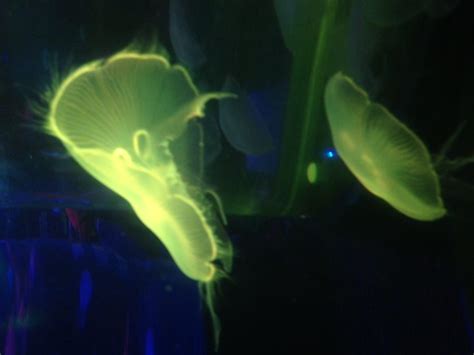 Jellyfish Discovery At Sealife Aquarium