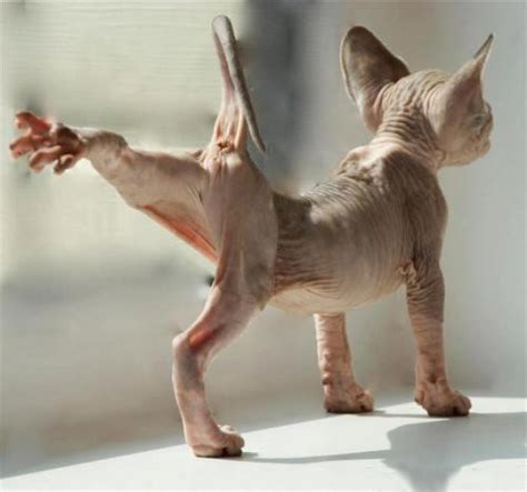 ข้อมูลการเลี้ยงดู แมวสฟิงซ์ Sphynx Cats เจ้าแมวไร้ขน Sphynx Cat