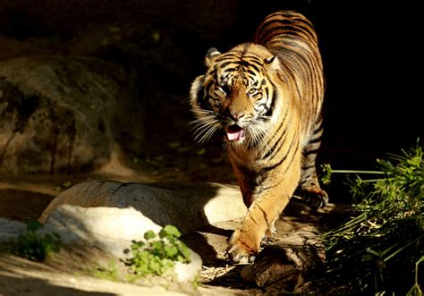Photos Sumatran Tiger Debuts At The Los Angeles Zoo Los Angeles Zoo