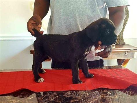 Advice when buying a cane corso. Cane Corso puppy for sale in AKRON, OH. ADN-42578 on ...