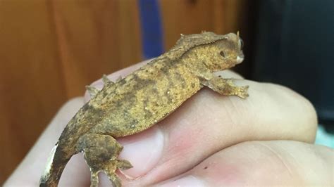 How To Get Rid Of Crested Gecko Mites 2024 Pet Engineers