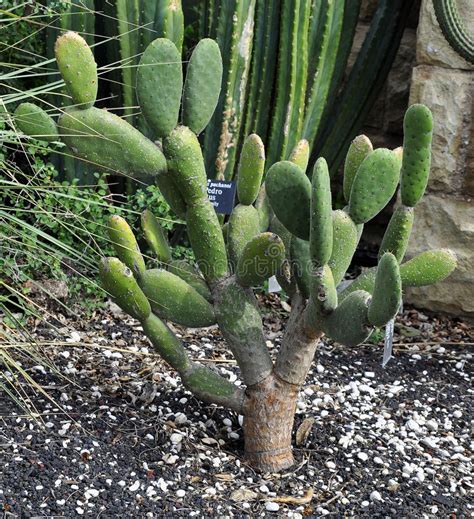 So you may wonder how a cactus, the quintessential desert resident, can keep first of all, they are flexible, so they can grow fatter during heavy rains to accommodate more water and store it. Cactus stock photo. Image of habitats, storage, field ...