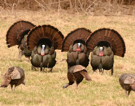 What Is The Turkey Hunting Grand Slam Strutting