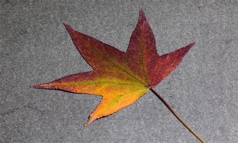 Free Images Branch Flower Red Autumn Maple Tree Maple Leaf