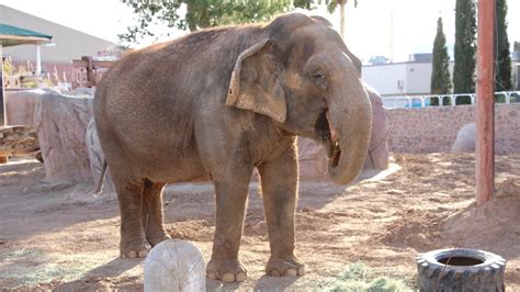Juno The Elephant Undergoes Second Cancer Treatment Kfox