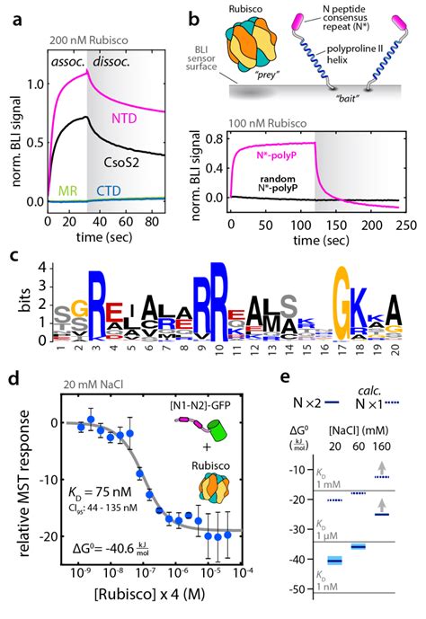 154 A Bio Layer Interferometry Bli Rubisco Binding Response