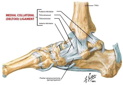 Pictures Of Ankle Joint Deltoid Ligamenthealthiack