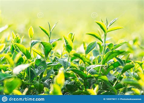 Green Tea Field In The Morning Light Organic Tea Plantations Stock