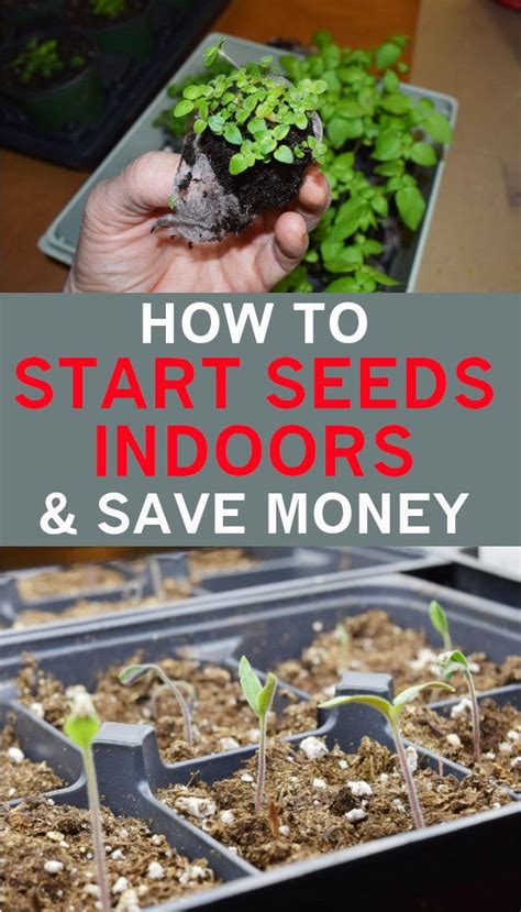 12 Simple Steps to Starting Seeds Indoors | Starting seeds indoors, Seed starting, Seeds
