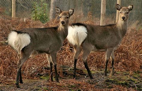 Sika Deer