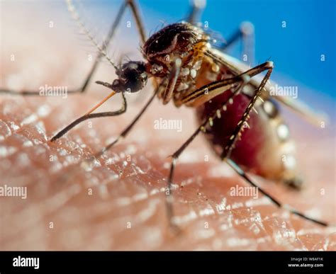 Dengue Hi Res Stock Photography And Images Alamy
