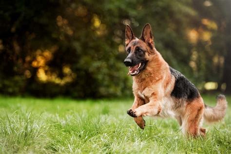 Sizzlng summer savings for up to 40% off ends in 16 hours. Best Dog Food for German Shepherds : Top GSD Puppy, Adult ...