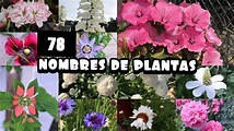 78 NOMBRES DE PLANTAS : encuentra tu planta 🪴 - YouTube