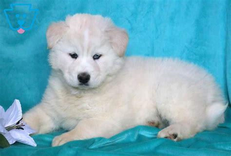 They can be very affectionate, loving, loyal, gentle, friendly. Freddy | Samoyed Mix Puppy For Sale | Keystone Puppies