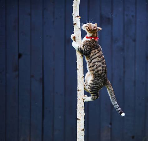 Top 60 Cat Climbing Tree Stock Photos Pictures And Images Istock
