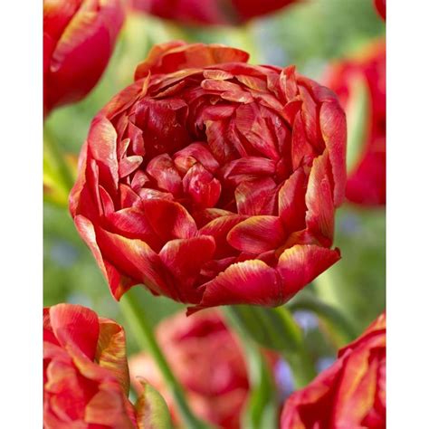 Bloms have been awarded 64 gold medals at the prestigious chelsea flower show. Garden State Bulb 15-Pack Statement Tulip Bulbs (L28920 ...