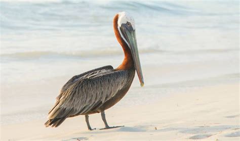 Meet The Animals That Live The Island Life In Aruba Visit Aruba Blog