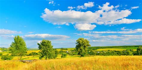 Panoramic View Of Field In Summer Countryside Stock Photo Image Of