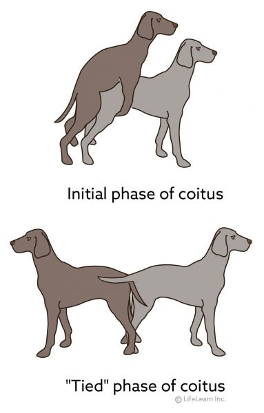 Estrous Cycles In Dogs Vca Animal Hospital
