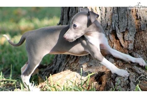 Look at pictures of greyhound puppies who need a home. Italian Greyhound Puppies For Sale In Texas