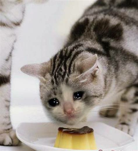Sad Cat Eat Pudding Sadcats
