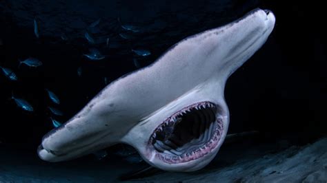 55 Amazing Facts About Sharks — Best Life