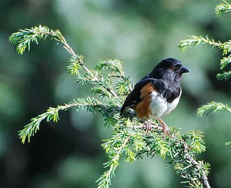 Eastern Towhee Formerly Rufous Sided Towhee Pipilo Erythr Flickr