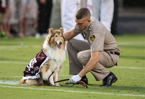 Aggie Mascot Reveille Viii To Retire At End Of Academic School Year