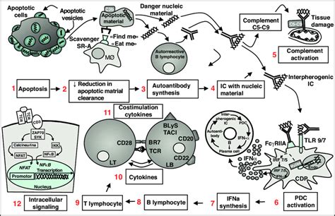 Summary Of The Pathogenesis Of Systemic Lupus Erythematosus Sle And