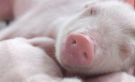 Keep Guard Up For Strep Parasuis In Newly Weaned Pigs Four Star