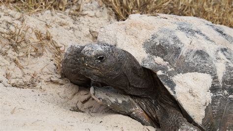 Help The Fwc Protect Gopher Tortoises Youtube