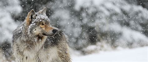 Download Wallpaper 2560x1080 Wolf Snow Winter Predator Dual Wide