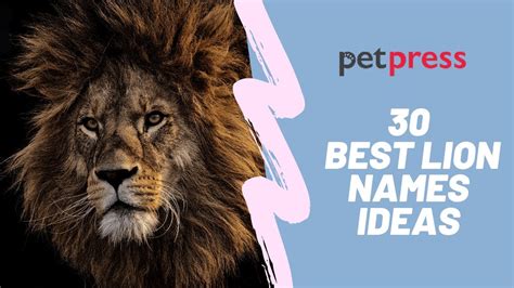 Best 30 Lion Names That Are Cool For A King Of The Jungle Youtube