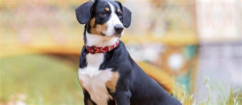 Entlebucher Mountain Dog Puppies For Sale Greenfield Puppies