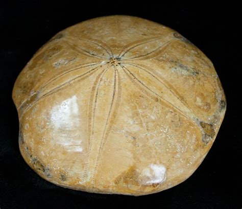 Fossil Sand Dollar Mepygurus From Madagascar 3289 For Sale