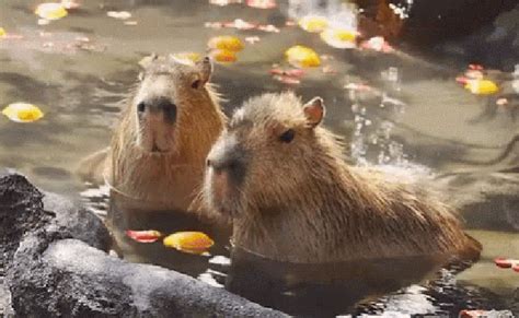 Zoo  Zoo Eating Chill Discover Share S Capybara Cute Otosection