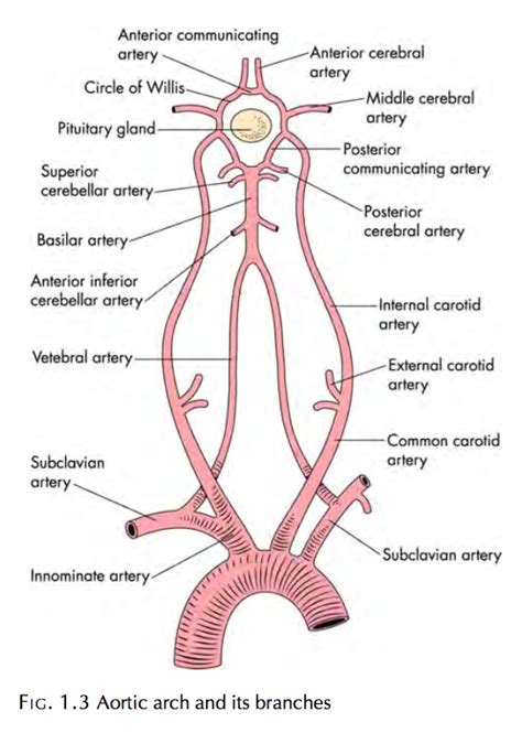 Branches If The Aortic Arch Basic Anatomy And Physiology Diagnostic