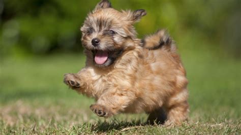 20 Small Dog Breeds That Are Beyond Cute Sheknows