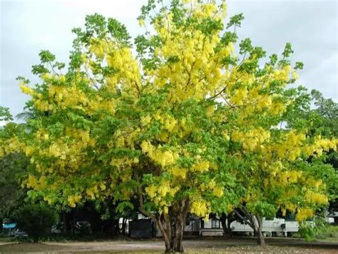 The flowering trees that bloom in summer are some of our most brilliant and beautiful. Gardening South Florida Style: Flowering Trees in South ...