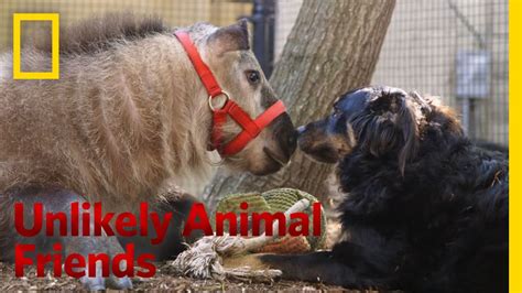 The Best Nanny Dog Unlikely Animal Friends Youtube