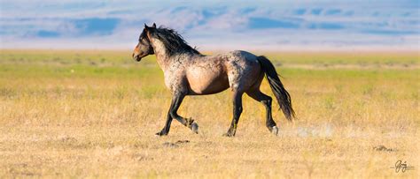 Wild Horse Photography Fight Photography Of Wild Horses Onaqui Herd