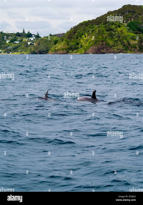 New Zealand Dolphin Paihia Hi Res Stock Photography And Images Alamy