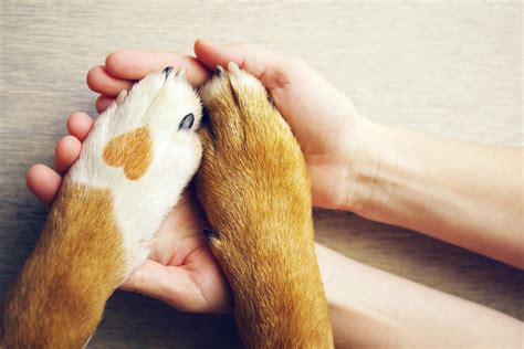 Dog Paws Heart Human Hands Animal Refuge League