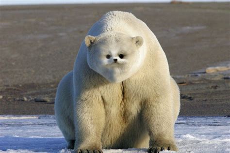 Pin By Miguel Bravo On Hybrid Animals Polar Bear Polar Bear