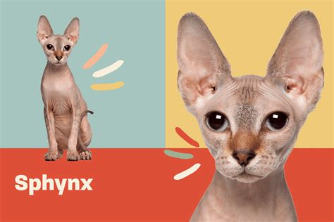 Sphynx Cat Breed Information And Characteristics Daily Paws