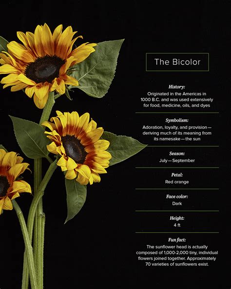 What Is The Symbolism Of Sunflowers Meanid