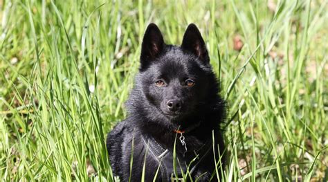 Schipperke Breed Information Facts Traits Pictures And More