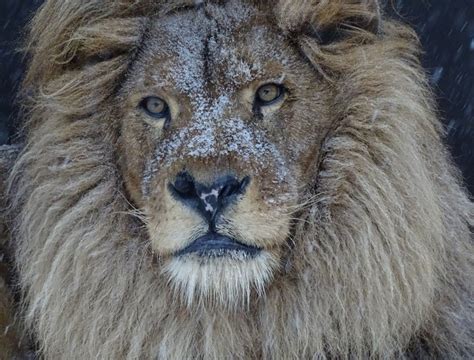 Help Us Speak Up For Lions Like Cecil Animal Charity Animal Welfare